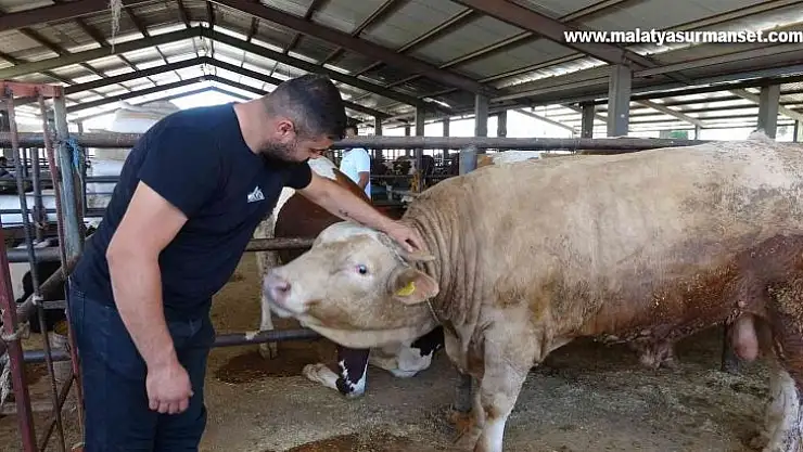 Hayvan pazarının gözdesi: 1 tonluk 'Paşa'