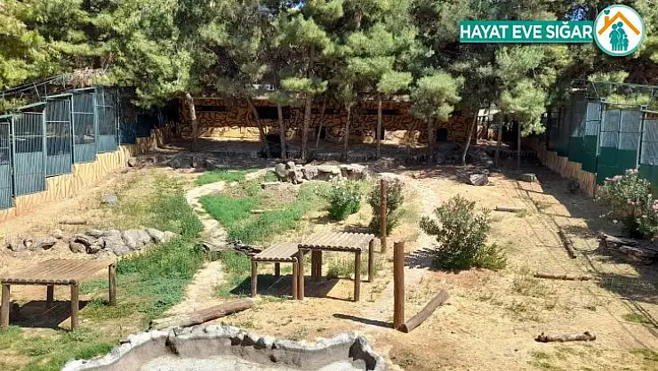 Hayvanat bahçesini birbirine katan aslanın kafesi görüntülendi