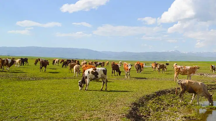 Hayvancılık Destekleri İçin Başvuru Süreci Başladı