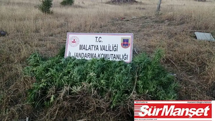 Hekimhan'da uyuşturucu operasyonu: 1 gözaltı