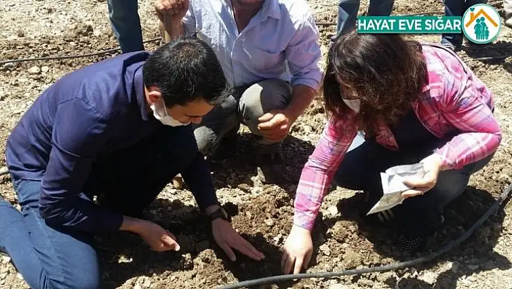 İbradı kekik ile kalkınacak