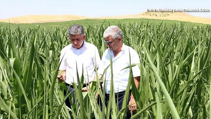 İkinci ürün olarak silajlık mısır alanları genişletiyor