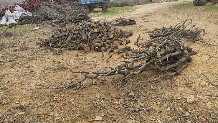 Isınmak için ağaçları kesiyorlar