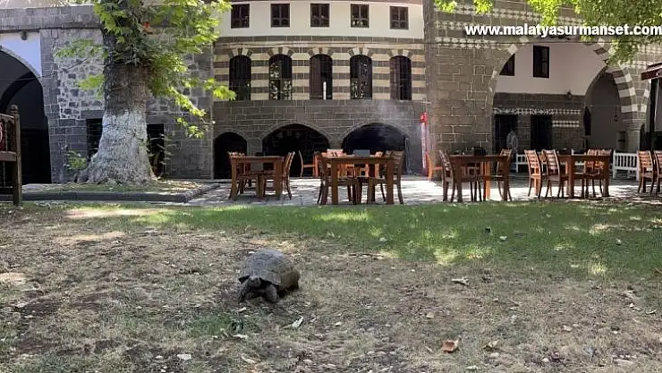 İskender Paşa Konağının asırlık kaplumbağası 'Muzaffer'
