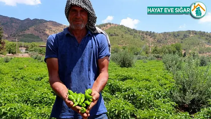 İslahiyeli biber üreticileri hasada hazırlanıyor