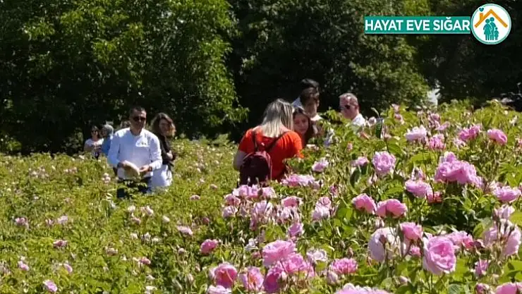 Isparta dünya gül yağı üretiminin yaklaşık yüzde 65'ini tek başına karşılıyor