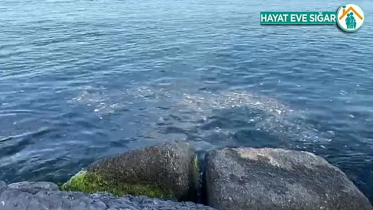 İstanbul Boğazında çöp tehdidi