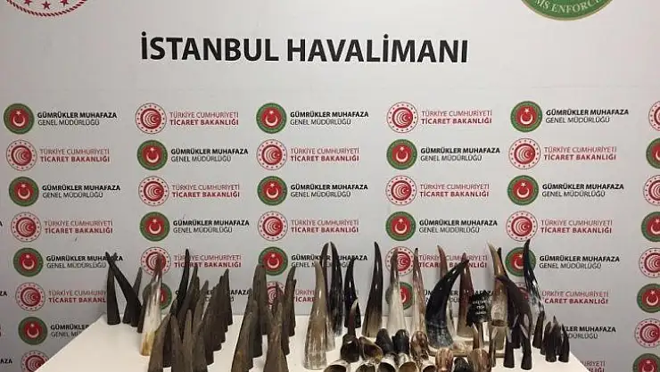 İstanbul Havalimanı'nda 'Bufalo Boynuzu' ele geçirildi