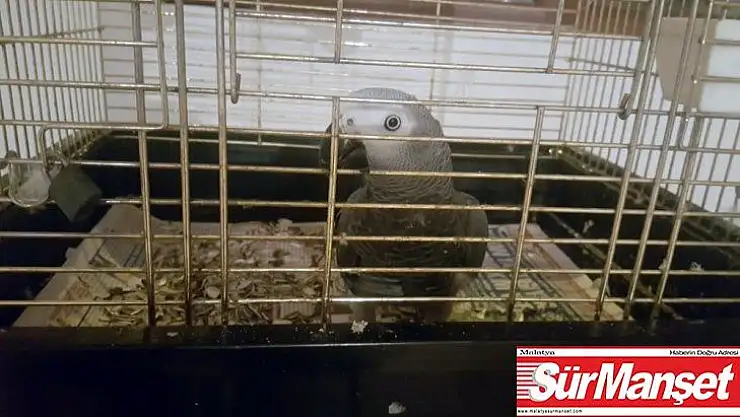 İstanbul'da kaçak timsah ve yılan operasyonu