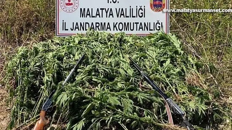 Jandarma'dan kenevir operasyonu