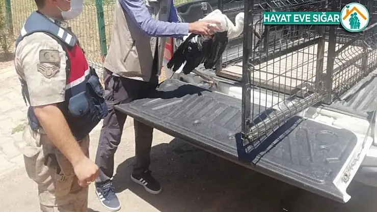 Jandarma ekipleri yaralı leyleği tedavi ettirdi