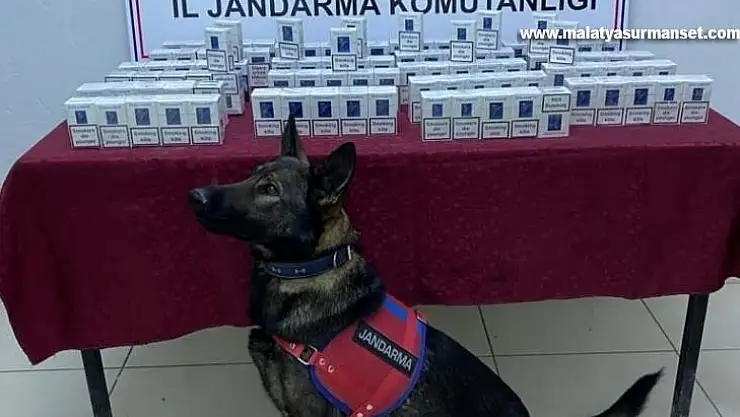 Jandarma kaçak sigara ele geçirdi