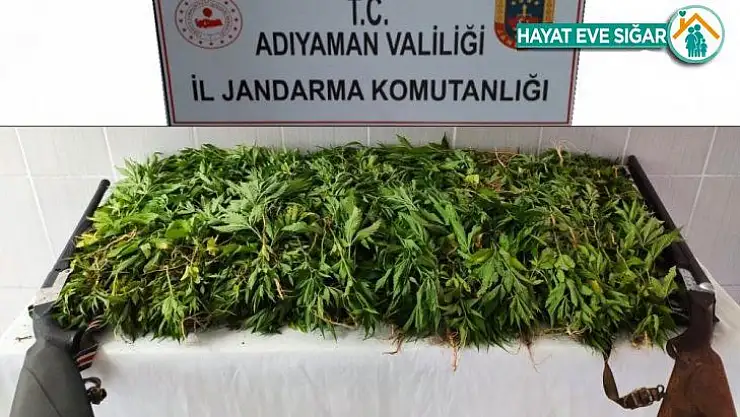 Jandarma kenevir bitkisi ele geçir