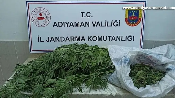 Jandarma, kenevir bitkisi ve esrar maddesi ele geçirdi