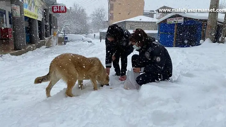 Jandarma ve polisten yüreklere dokunan hareket: Yoğun kar altında sokak hayvanlarını beslediler