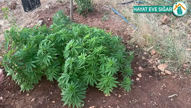 Jandarma zehir tacirlerine göz açtırmıyor