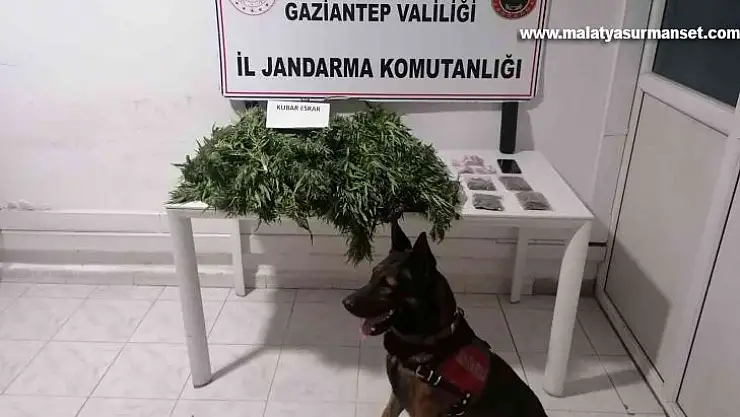 Jandarmadan uyuşturucu ve tarihi eser operasyonu
