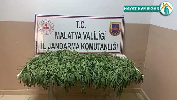 Jandarmadan yasa dışı kenevir ekimine sıkı takip