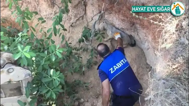 Kaçak define arama çukuruna düşen köpek kurtarıldı