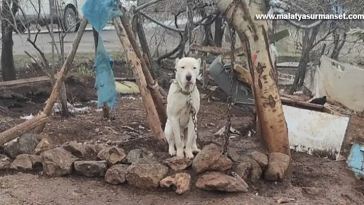 Kahramanmaraş'ta pitbull köpeğin sahibine para cezası