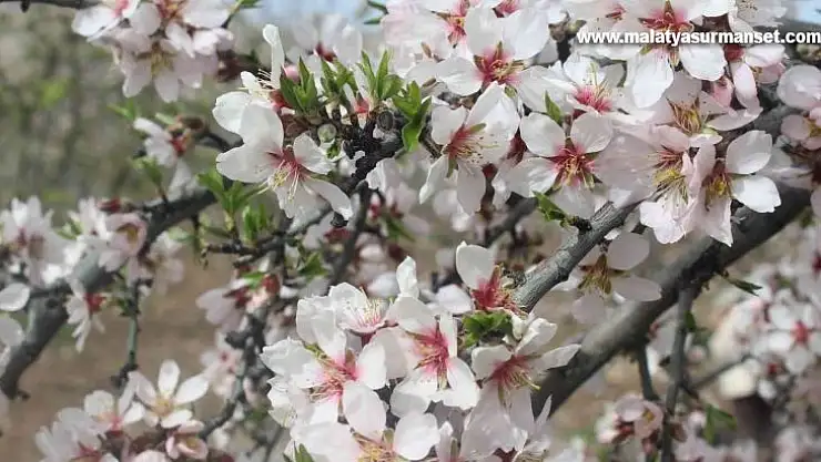 Kahta'da 'Nemrut Badem Çiçeği Festivali' düzenlendi