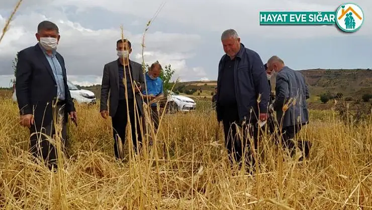 Kahta'da dolu yağışı çiftçiyi vurdu