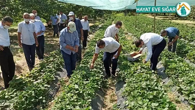 Kale'de Çilek yaygınlaşıyor