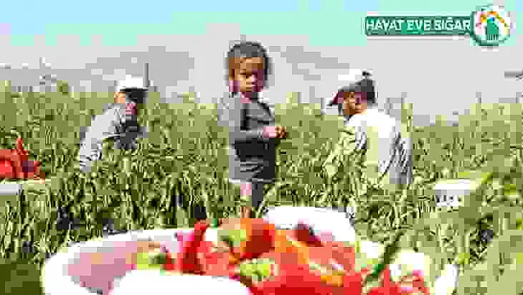 Karaman'dan 15 ile salçalık biber satışı