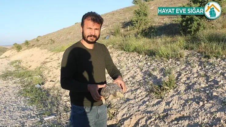 Karşıdan karşıya geçmek için yanlış yolu seçen kaplumbağaya şefkat eli