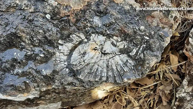 Kaya parçasında en az 65 milyon yıllık deniz canlısı bulundu