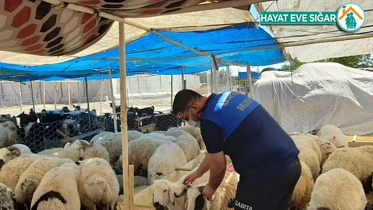 Kayapınar Belediyesi kurbanlık denetimi için sahaya indi