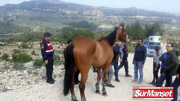 Kaybolan 100 bin liralık at, ormanlık alanda bulundu