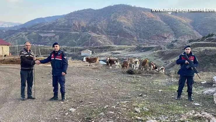 Kaybolan hayvanları jandarma buldu