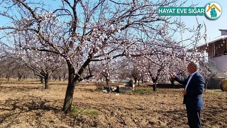 Kayısı başkenti Malatya'da kayısı ağaçları çiçekleri açtı