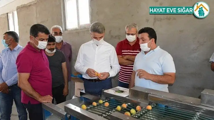 Kayısı boylama makinesi beğenildi