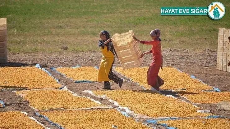 Kayısı da hedef 100 bin ton ihracat ile 500 milyon dolar