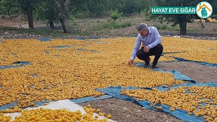 Kayısı da ihracat düştü, gelir yükseldi