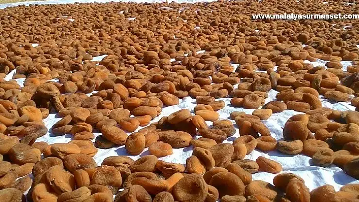 Kayısı'dan yüzde 55 daha fazla döviz