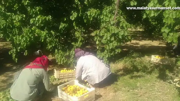 Kayısı hasadı başladı