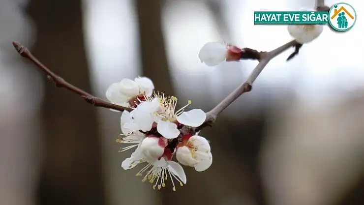 Kayısı üreticinin 'don' endişesi