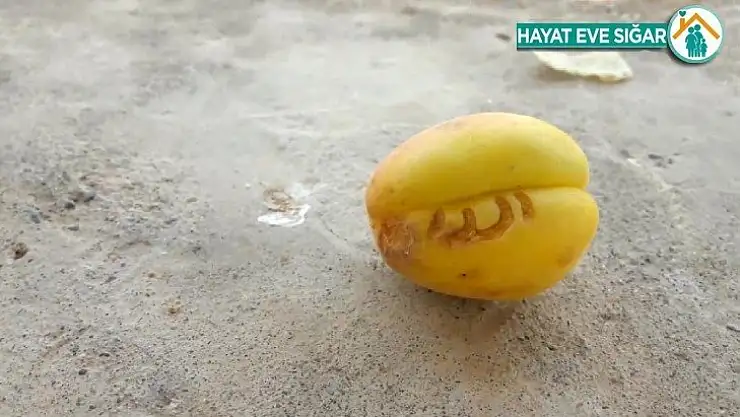 Kayısıda Arapça 'Allah' yazısı
