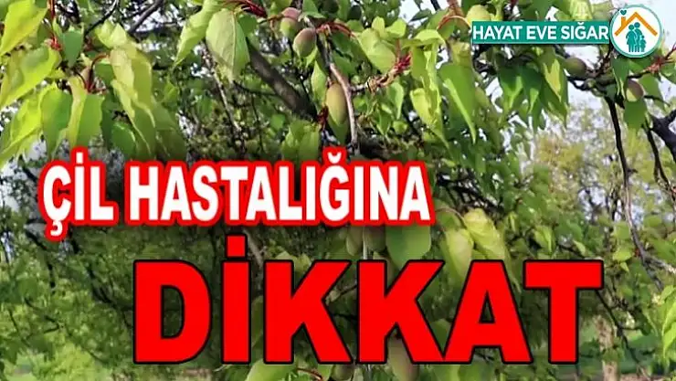 Kayısıda Çil Hastalığına Dikkat