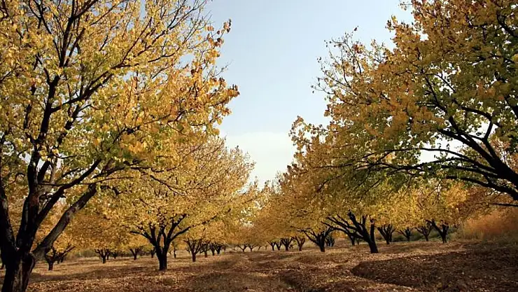 Kayısı Bahçelerinde Sonbahar Mücadelesi Başladı!