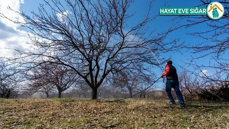 Kayısıda kabuklu bit tehlikesi
