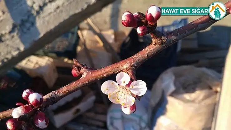 Kayısılar çiçek açmaya başladı