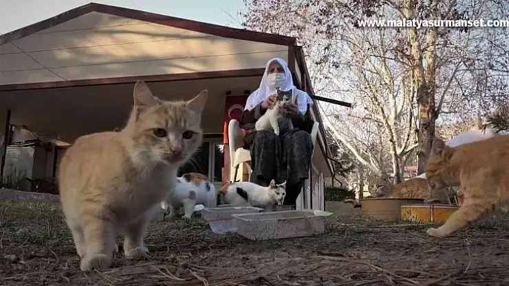 Kedi dostu Zahide Nine, yıllardır onlara annelik yapıyor