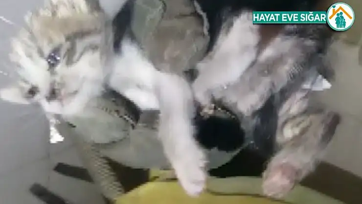 Kediyi ölmekten itfaiye ekipleri kurtardı