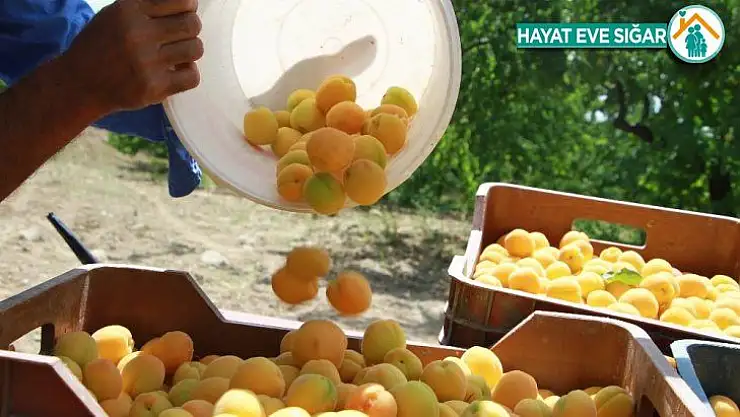 Kendi bile inanmamıştı, şimdi herkesten önce hasat yapıyor