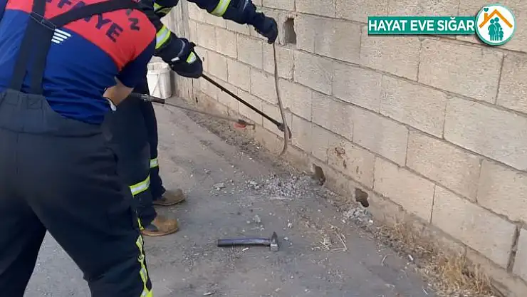 Kent merkezinde yılan operasyonu