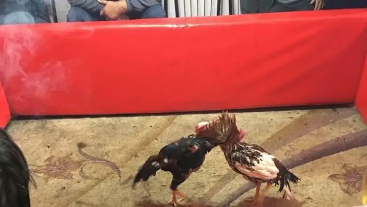 Keşan'da kıraathaneye horoz dövüşü operasyonu